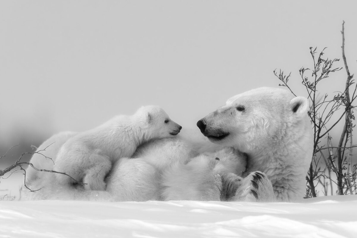 Min  Li (China), Family of Polar Bears/Семейство белых медведей, Eurasia Silver Medal (Stone Belt club) 