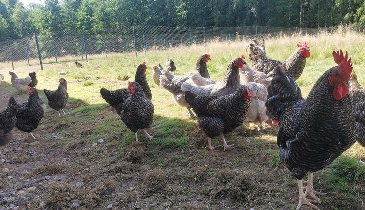    Можно ли давать курам желуди и собирать листья на подстилку