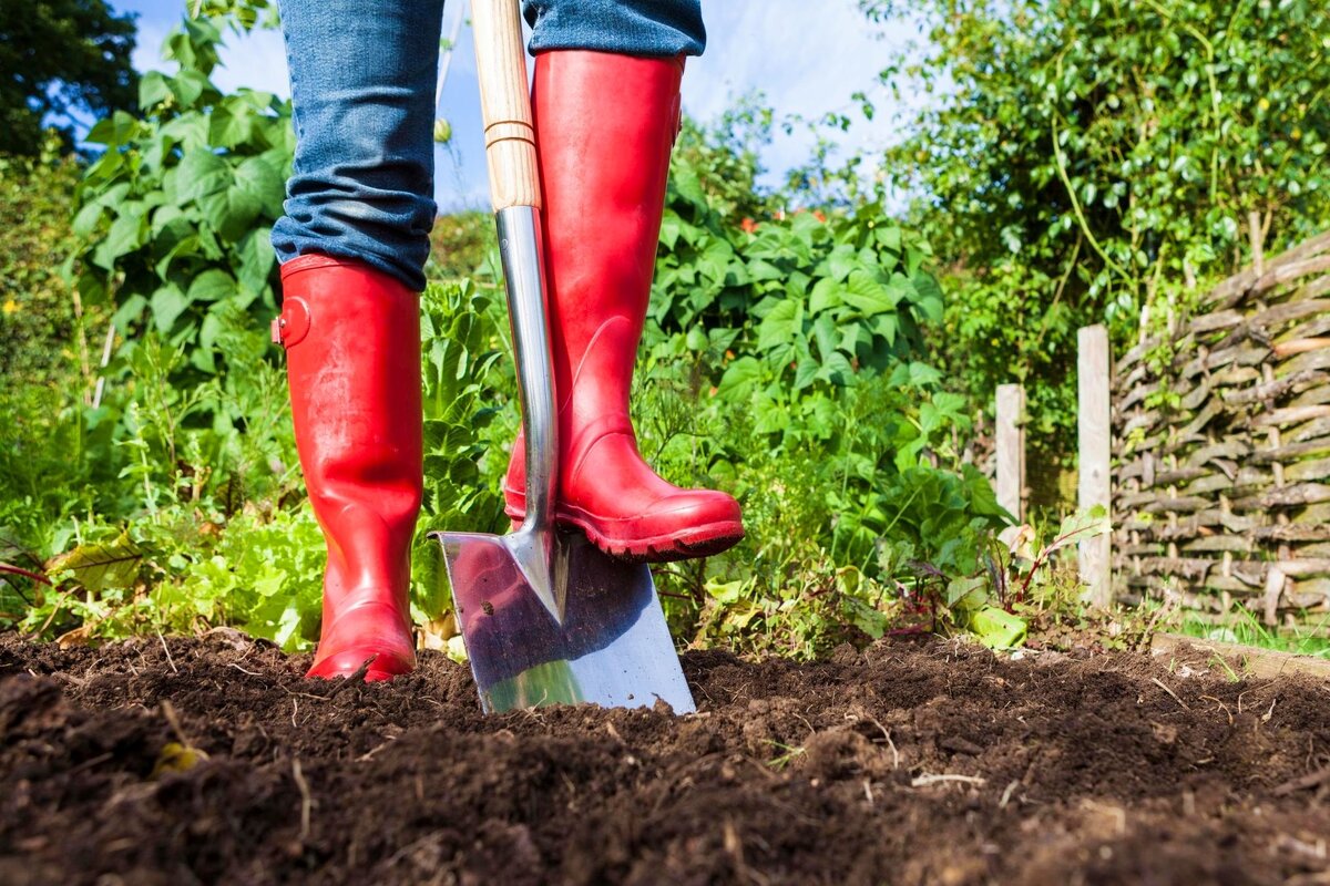     Как фитоспорин поможет огороднику в осеннюю пору: полезные подсказки по применению