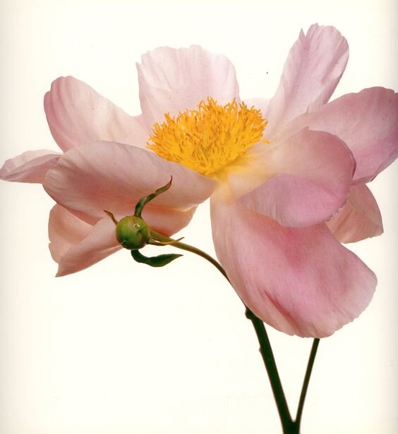 фотограф Ирвинг Пенн