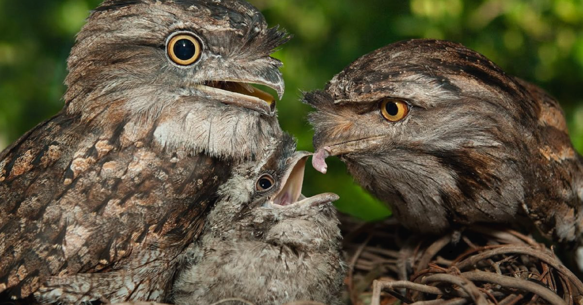 Питание и место обитания горо