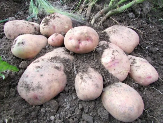 Лучшие сорта картофеля для открытого грунта
