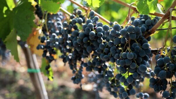   © photo: Sputnik / Stringer