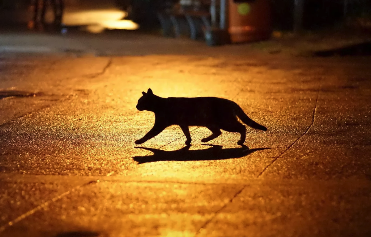 Что будет, если вам перебежала дорогу чёрная кошка? Расскажет кошечка Сола  | Кошечка Сола 🐈 | Дзен