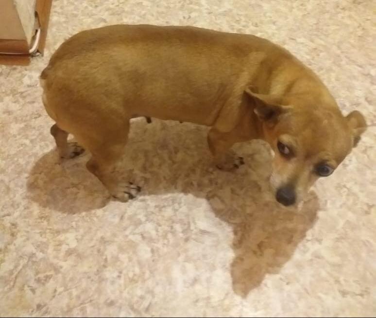 Вот такая собачка