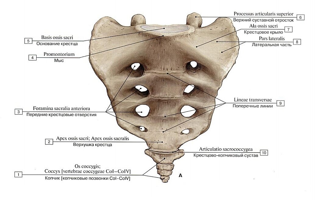Крестец и копчик. Вид спереди.