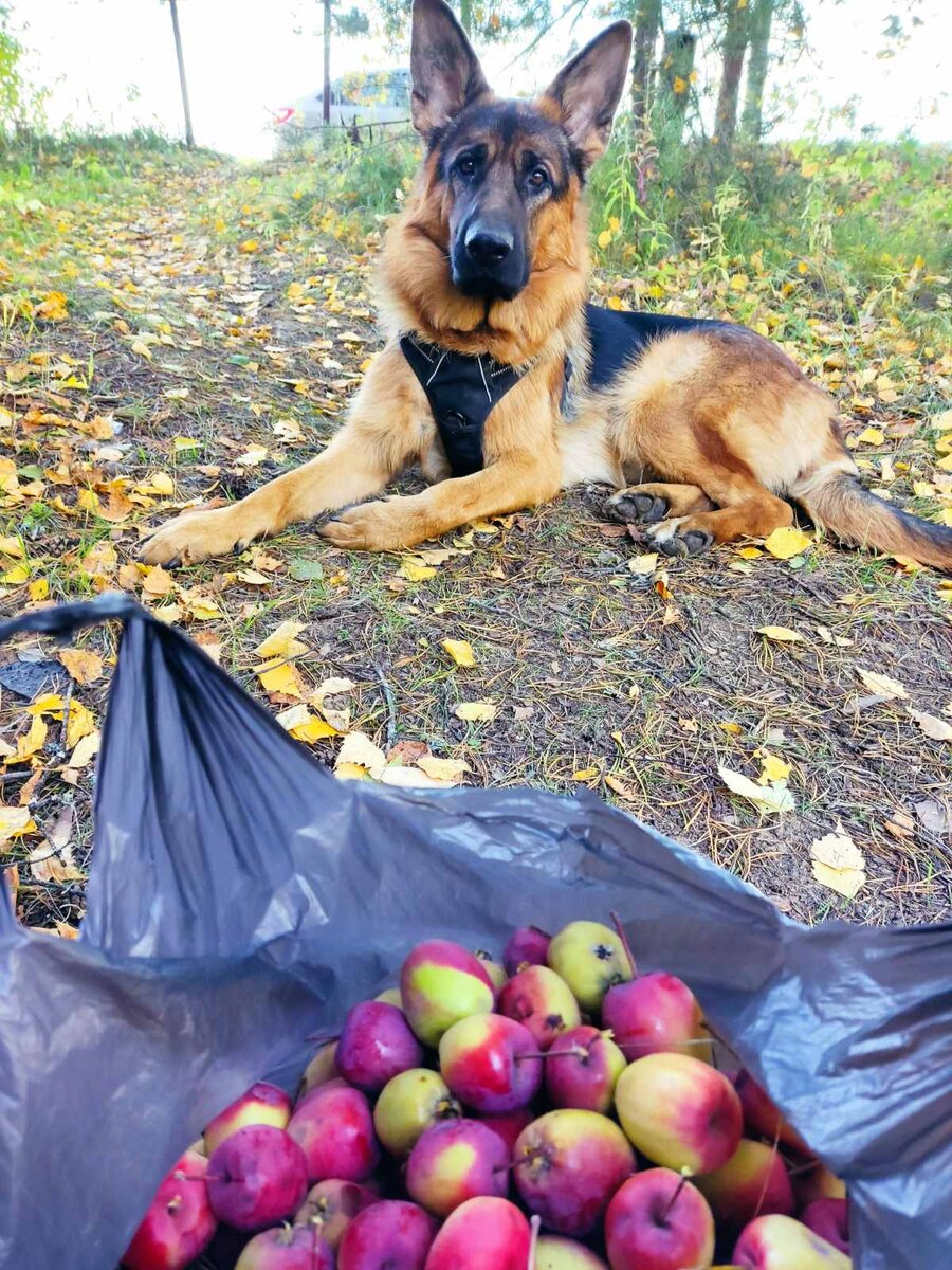 Часть яблок собрала - даже не думала, что их будет так много с небольшого деревца.