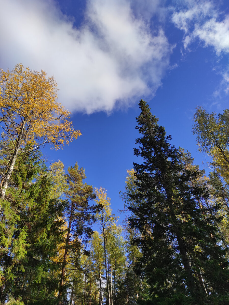 Лесной небосвод