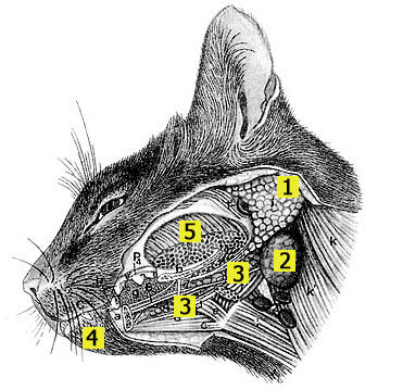 Схема расположения лимфоузлов у кошки