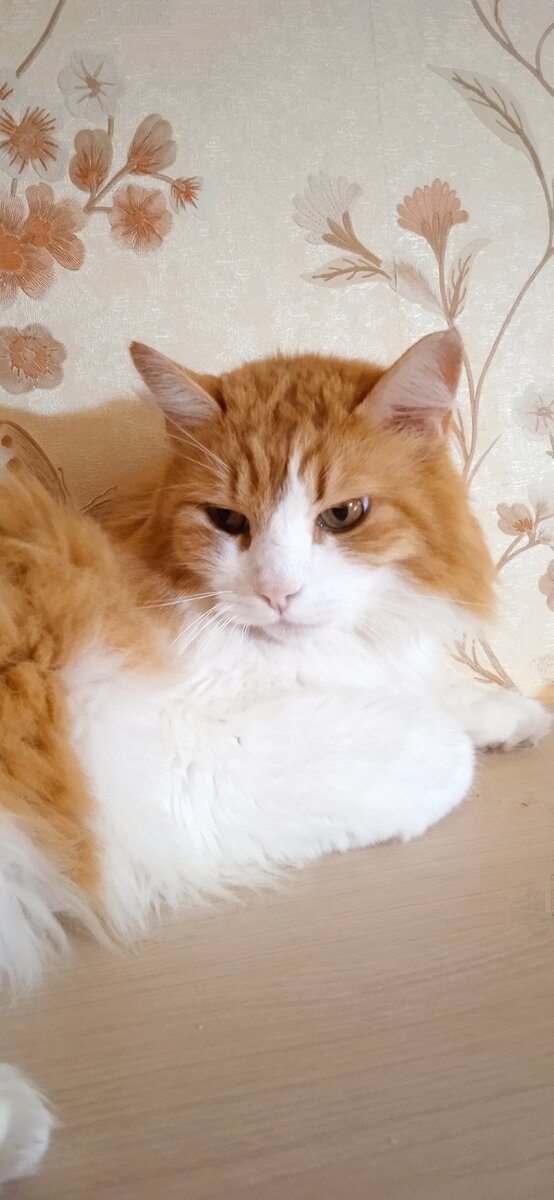 Кот Эрик - тыквин любимчик) 