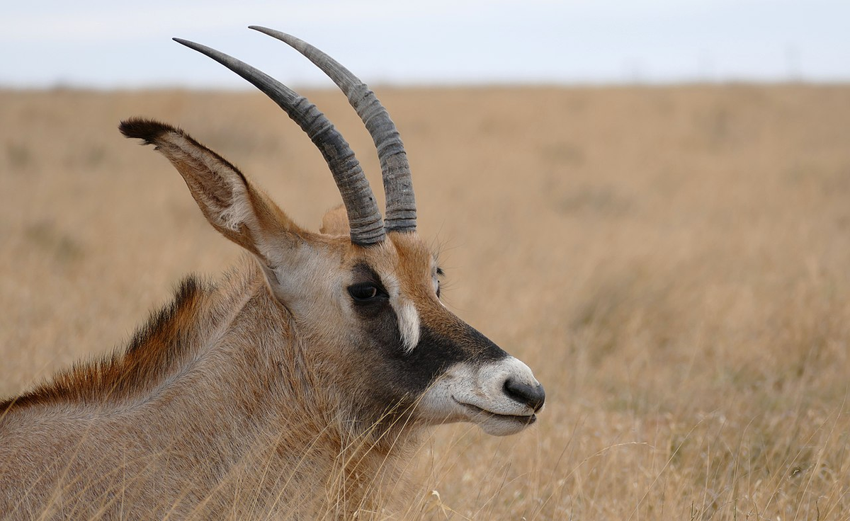 Roan Antelope. Антилопа Оронго. Hippotragus equinus. Лошадиная антилопа.