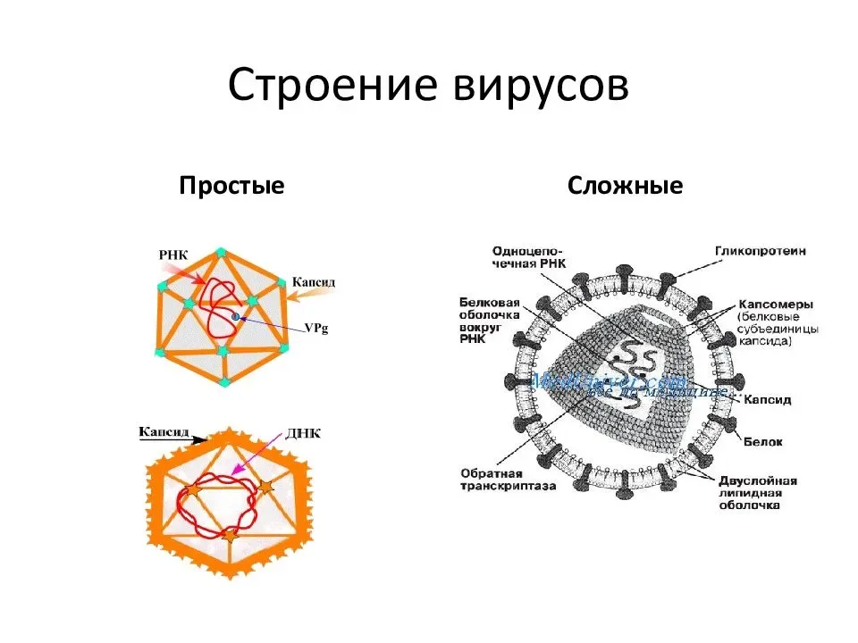 Строение вируса рисунок 8 класс