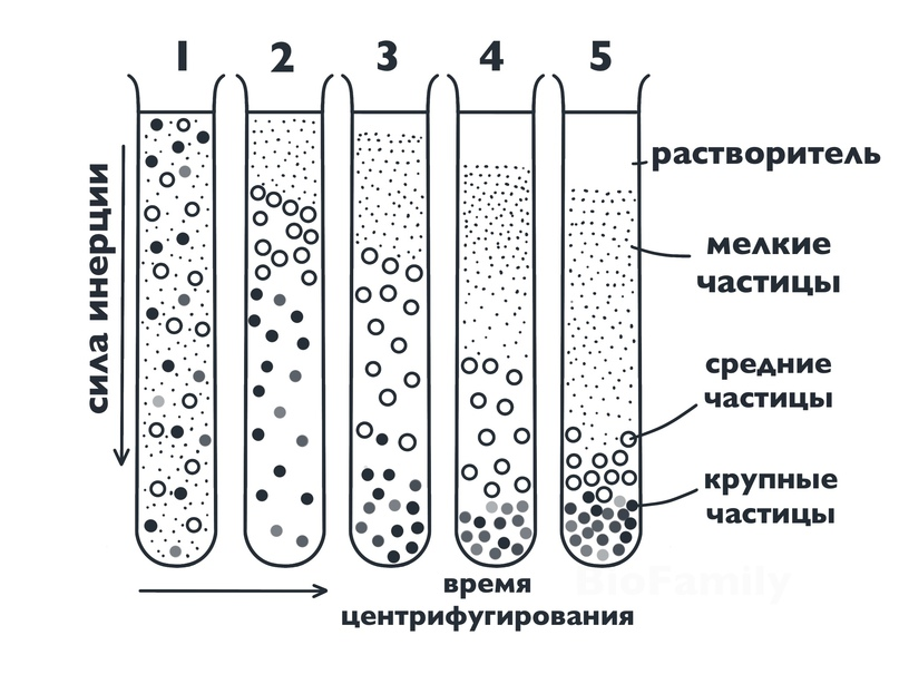 Избирательное выделение органоидов клетки для последующего изучения