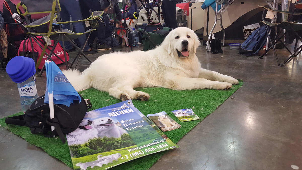Жастин на выставке