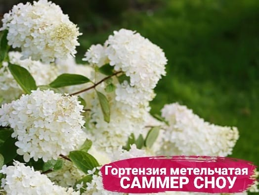 Гортензия метельчатая Саммер Сноу (Summer Snow) 589₽ https://rostok-pitomnik.ru