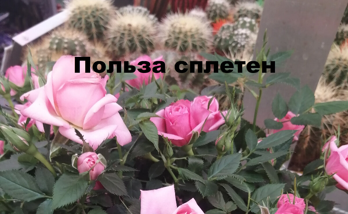 За розами прячутся кактусы. фото автора