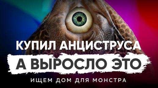 Как не перепутать сомика анциструса и парчового птеригоплихта