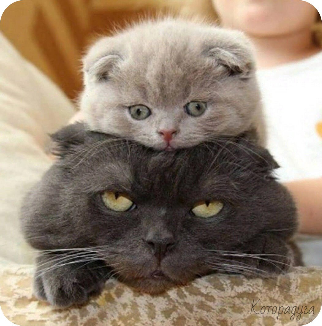 Смешные и милые котики