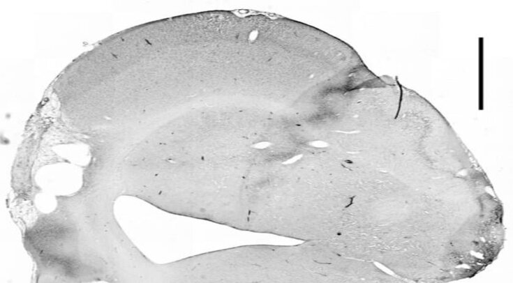   Daphne Correa et al. / PNAS, 2023