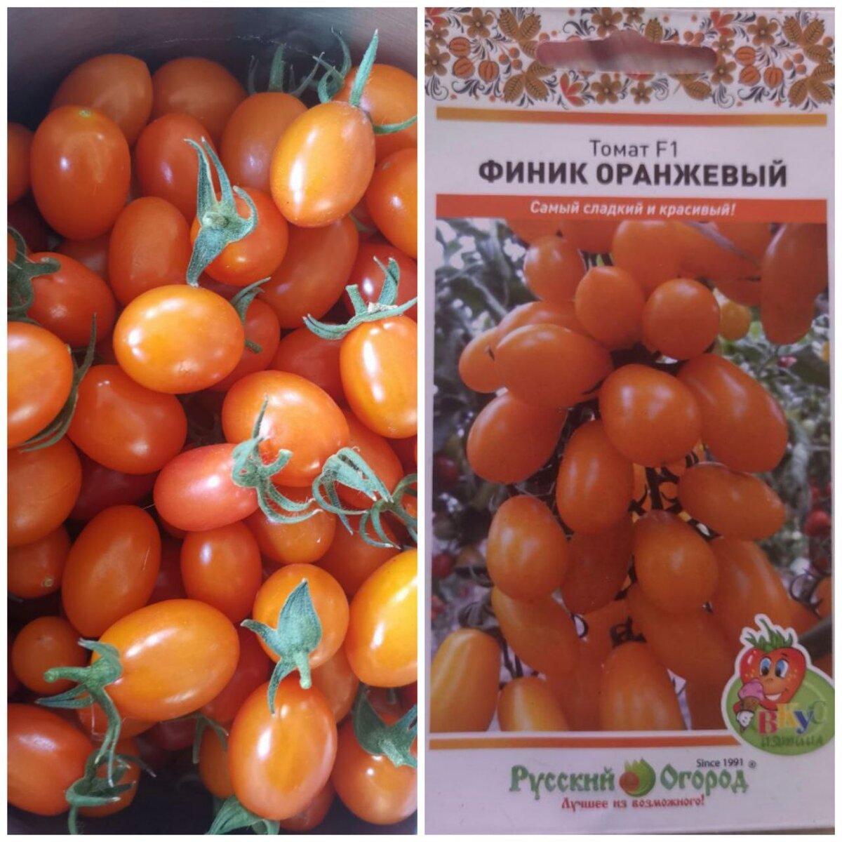 Сезон 2022. Тестирование семян Русский огород.