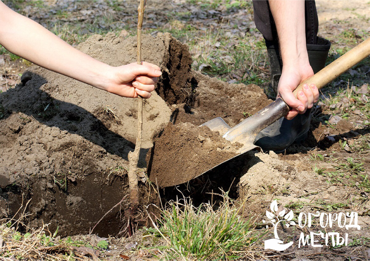 Ямы для саженцев. Как правильно посадить саженец. Как правильно посадить саженец. Как правильно посадить саженец. Посадка вишни осенью.