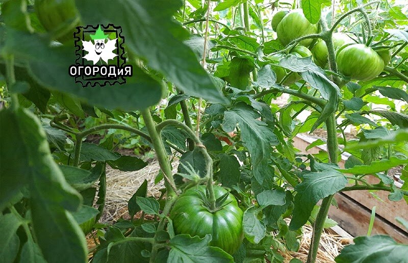 Большой полосатый кабан, мощные стебли и листья, 3 июля 2021 г.