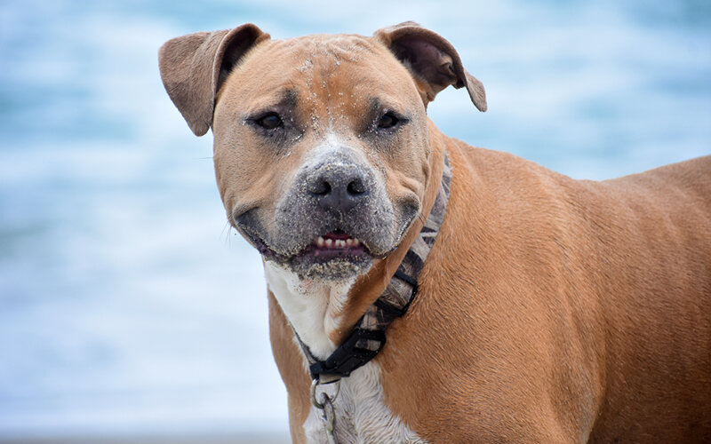 К сожалению, для некоторых клеймо «это же пит» перечеркивает любые разумные доводы. Фото Jools Theriault/Pixabay 