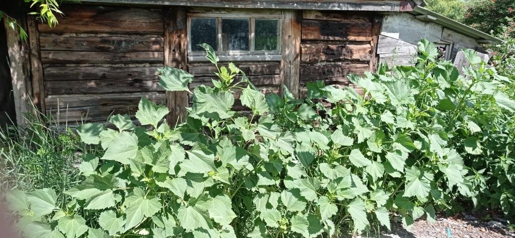 Все таки, это циклахена