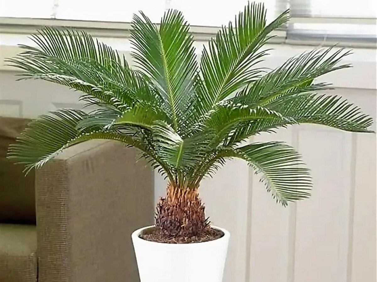 домашняя пальма фото комнатное растение уход