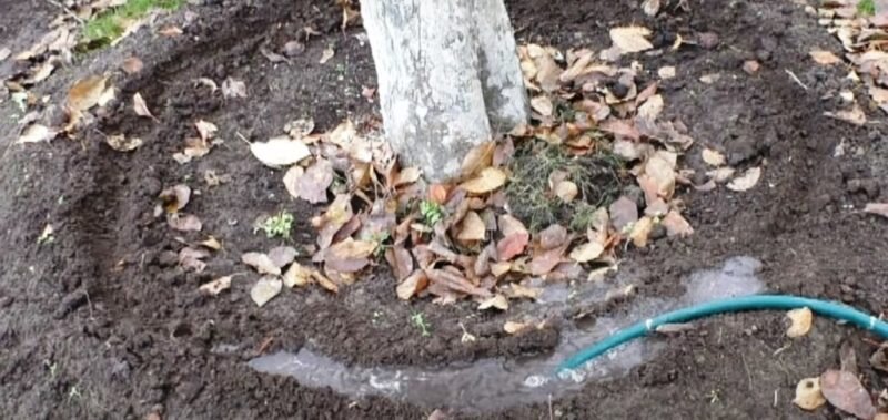 Влагозарядный полив Яблонь