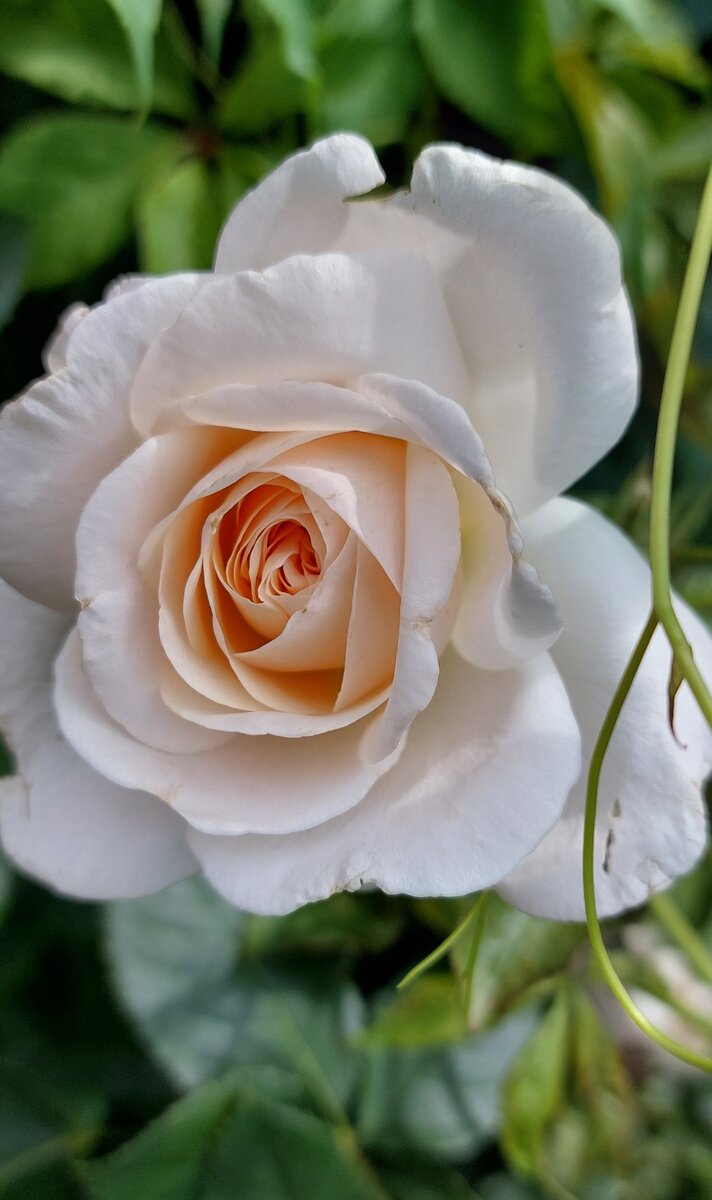 Пустиния. Флорибунда. 