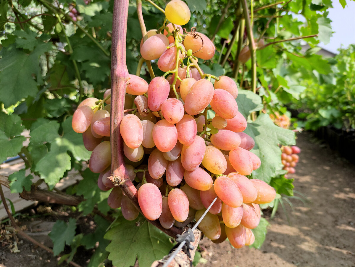 Виктор 13.08.2021