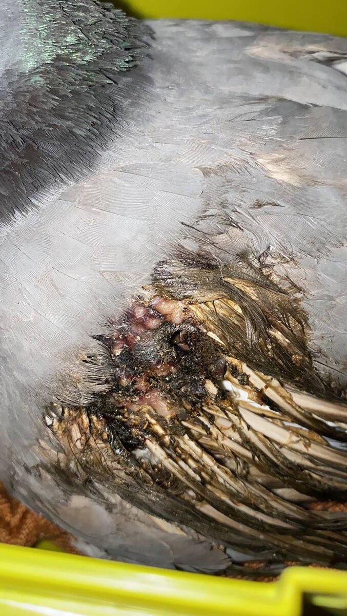 Это то, что я увидела. Крыло было стесано до мяса, которое на жаре начало разлагаться и гнить.