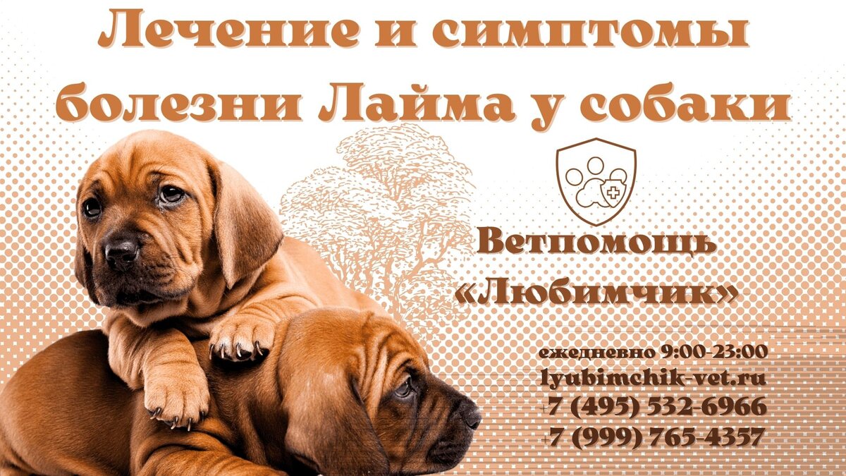 ветпомощь воскресенск