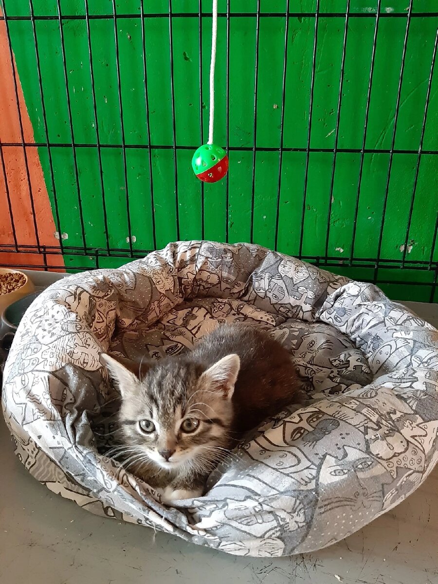 Фото авторов. Малыш Мурзик