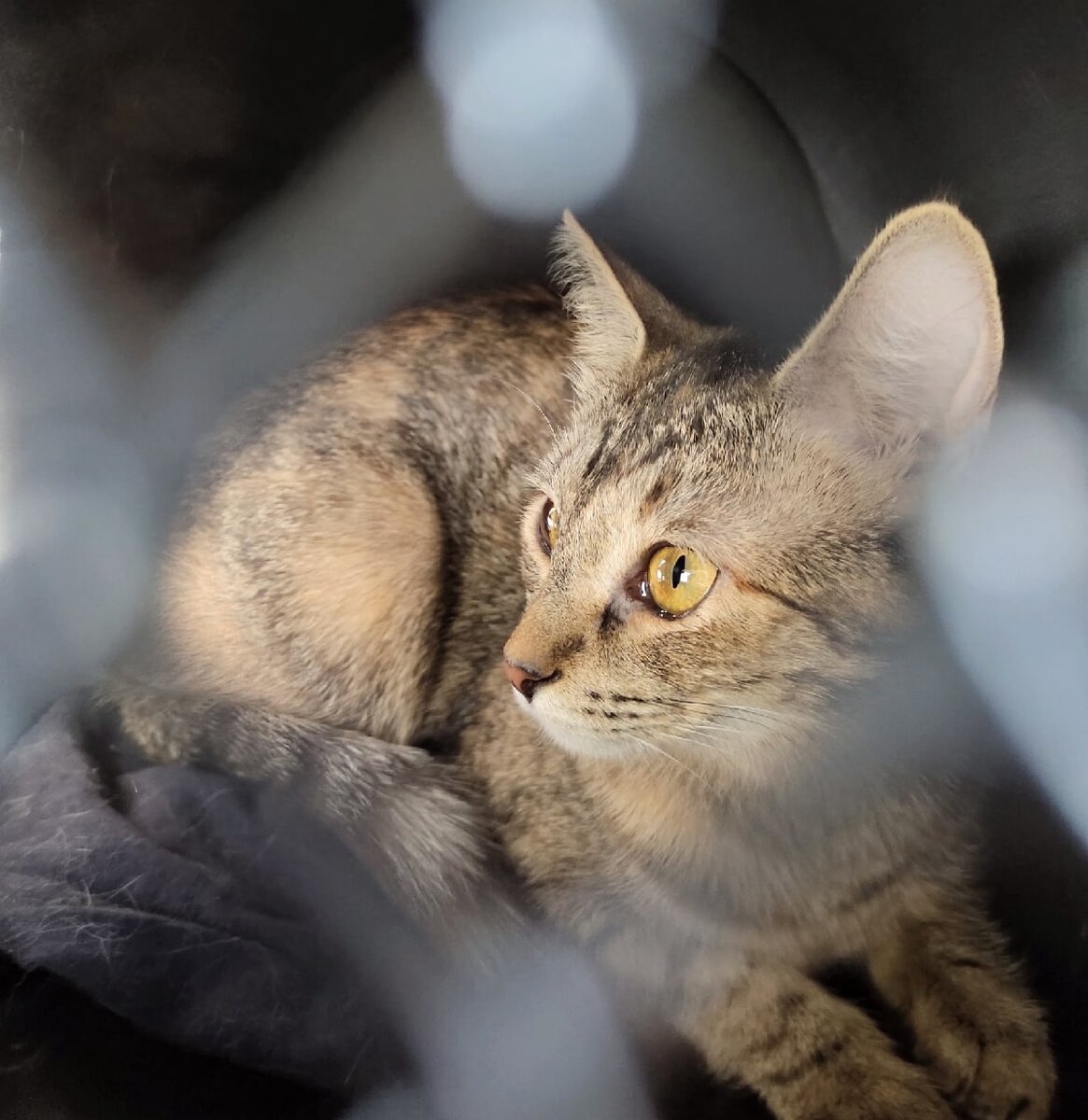 Принцесса Лея дома