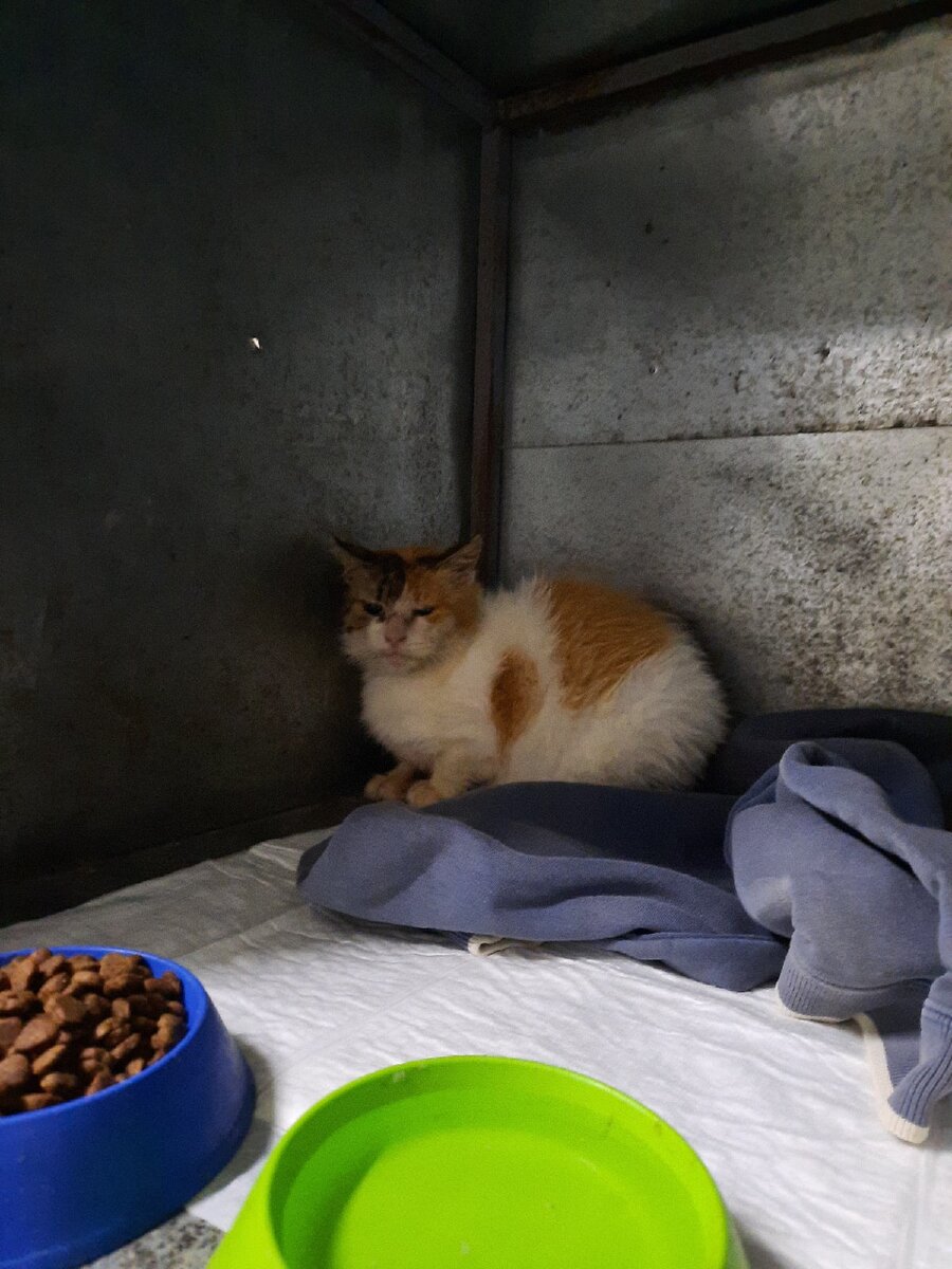 Фото автора. Кошка никому не доверяет