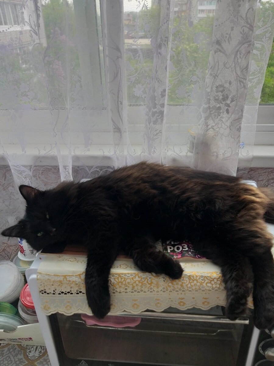 Черный сибирский кот: описание породы, правила ухода | Дачная жизнь /  Домашние рецепты | Дзен