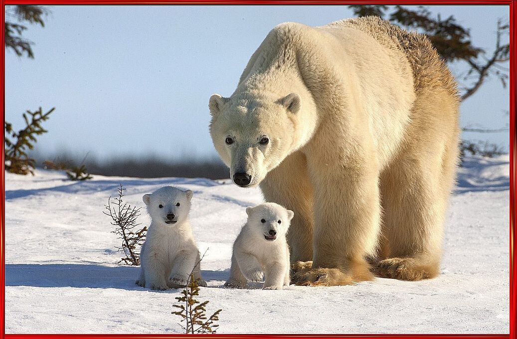 Белоснежное семейство. Фото: "7 секретов"