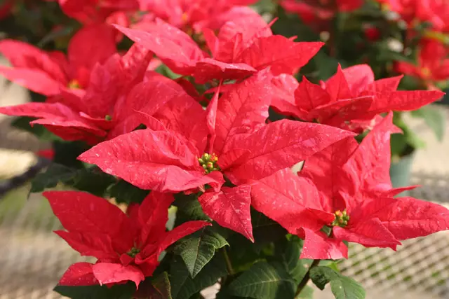 https://homester.info/dacha-sad/rasteniya/poinsettia-rozdestvenskya-zvezda/