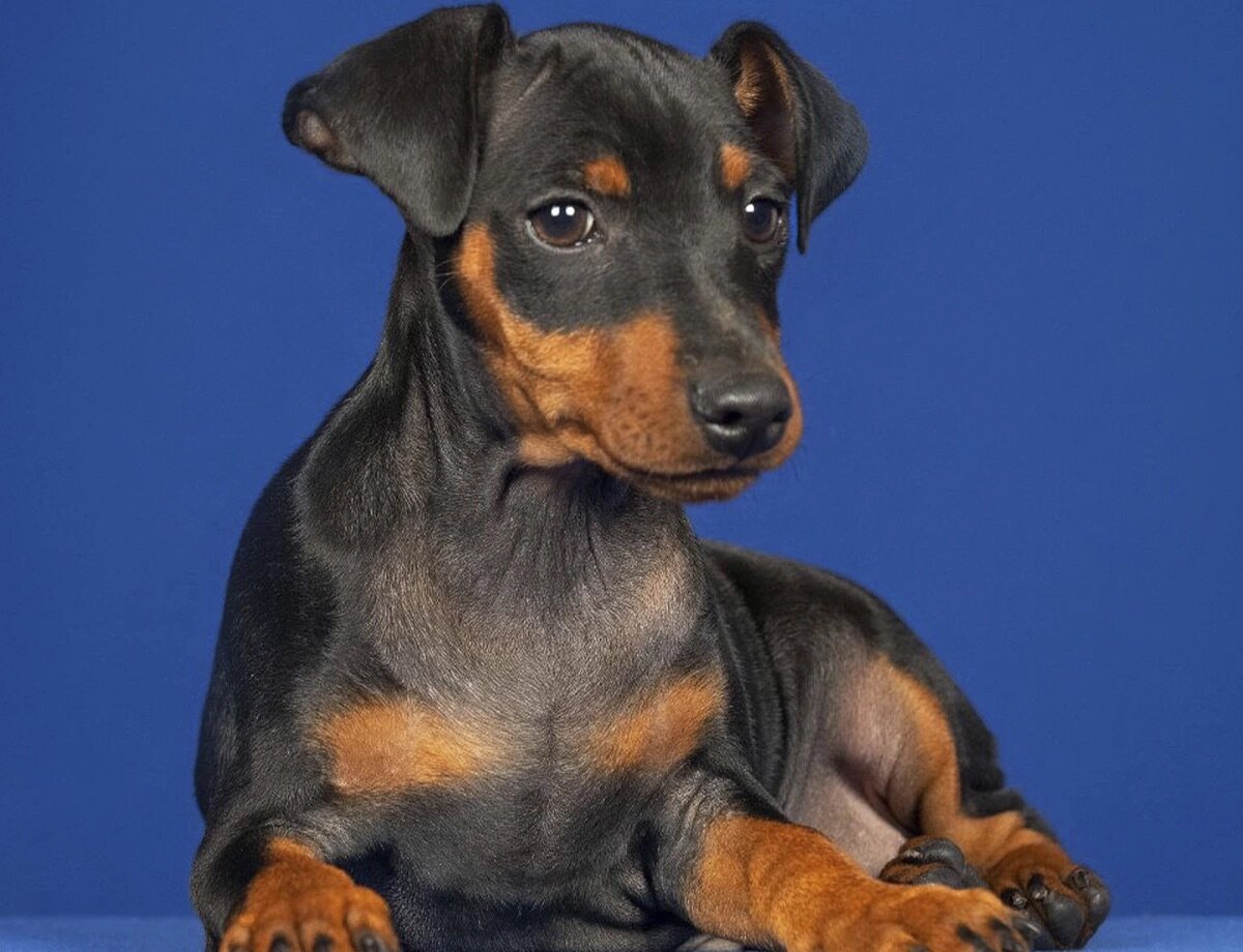 Min pins Mini pinscher, Rehpinscher, Zwergpinscher