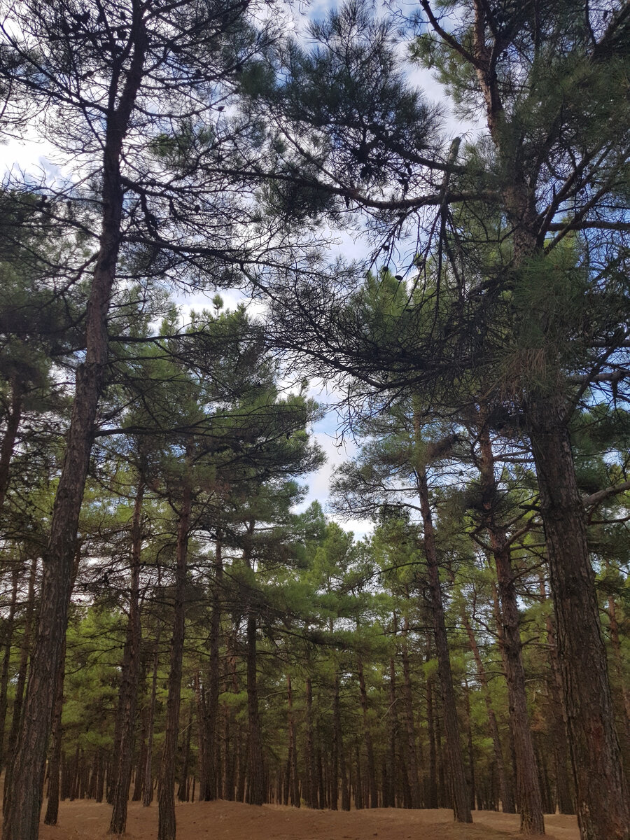 Сосновый бор в Дербенте