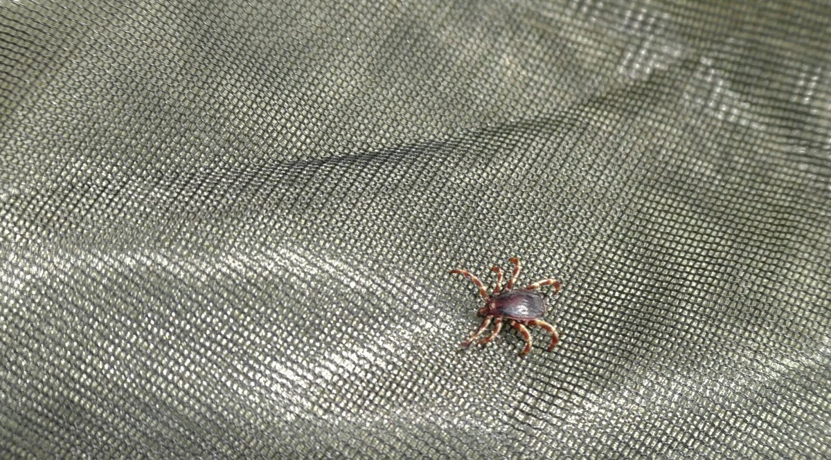 Клещи в Крыму