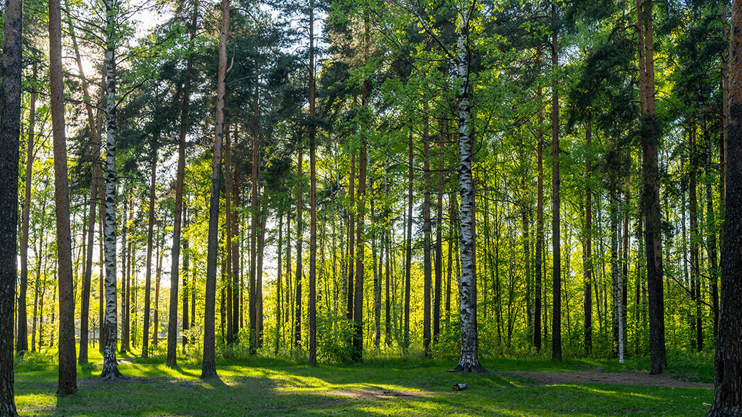 Пискаревский парк в санкт петербурге фото