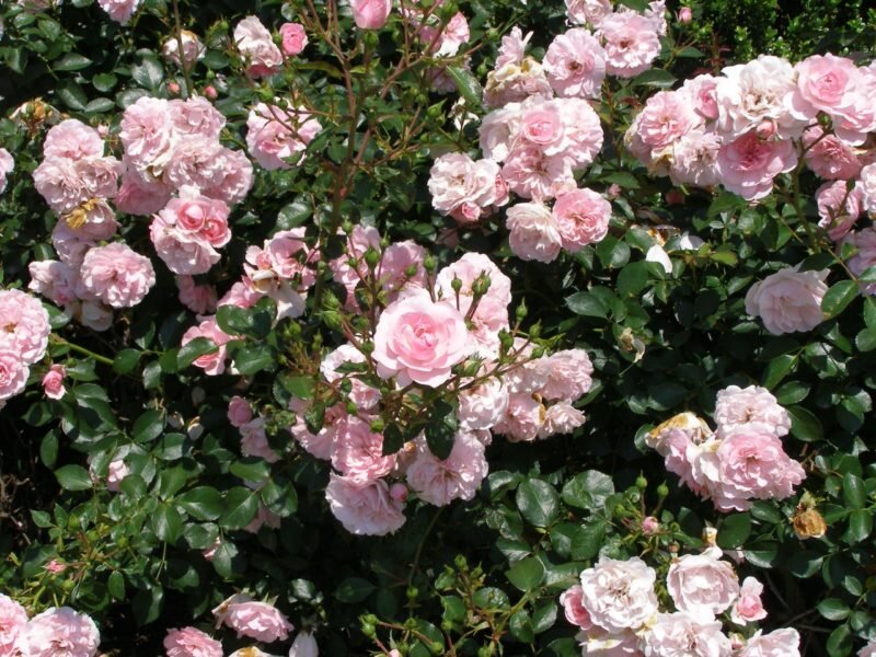 Почвопокровные розы с длительным цветением для Подмосковья и средней полосы  | Идеальный огород | Дзен