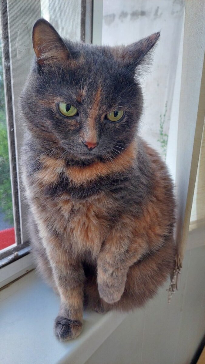 Наша Муся листайте галерею
