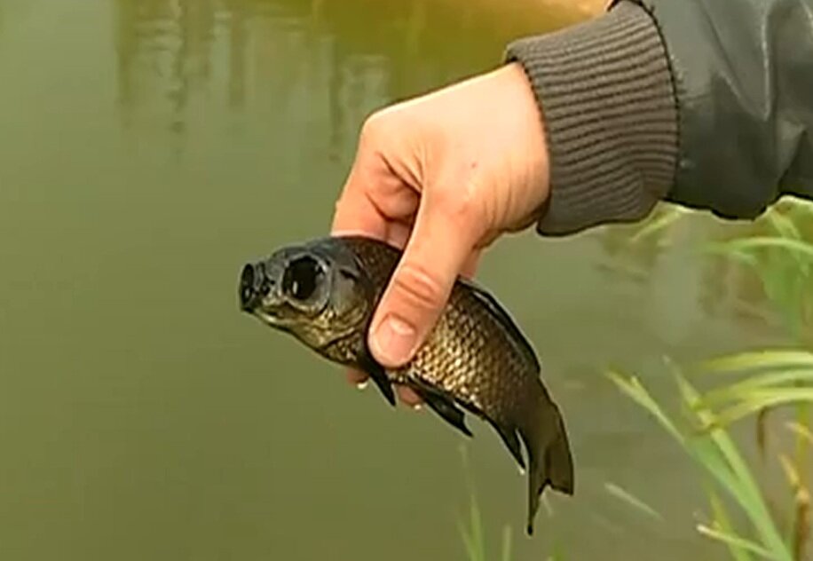 Фото из открытых источников "Яндекс картинки"