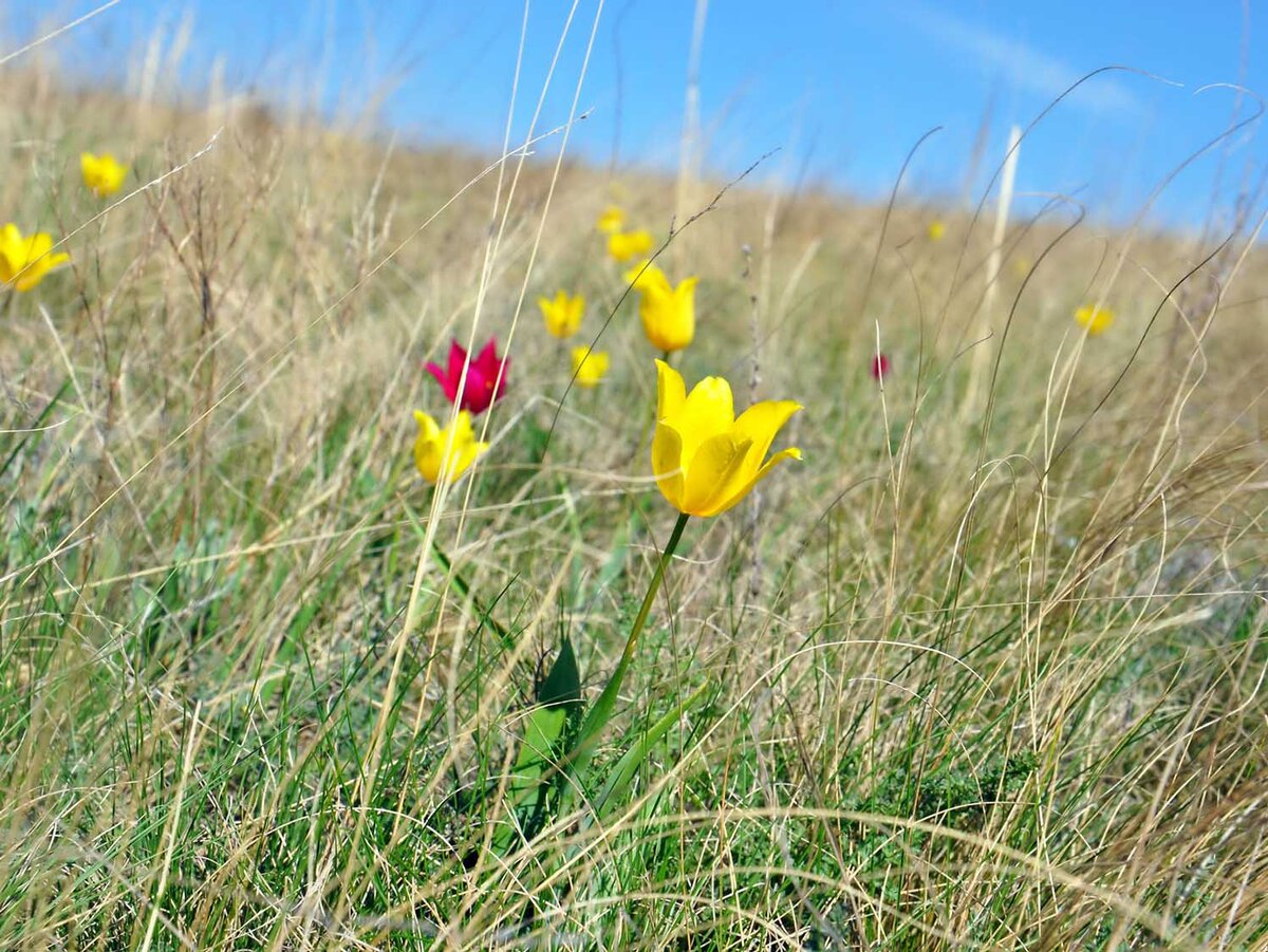 Эти тюльпаны чаще всего двух цветов: желтые и красные.