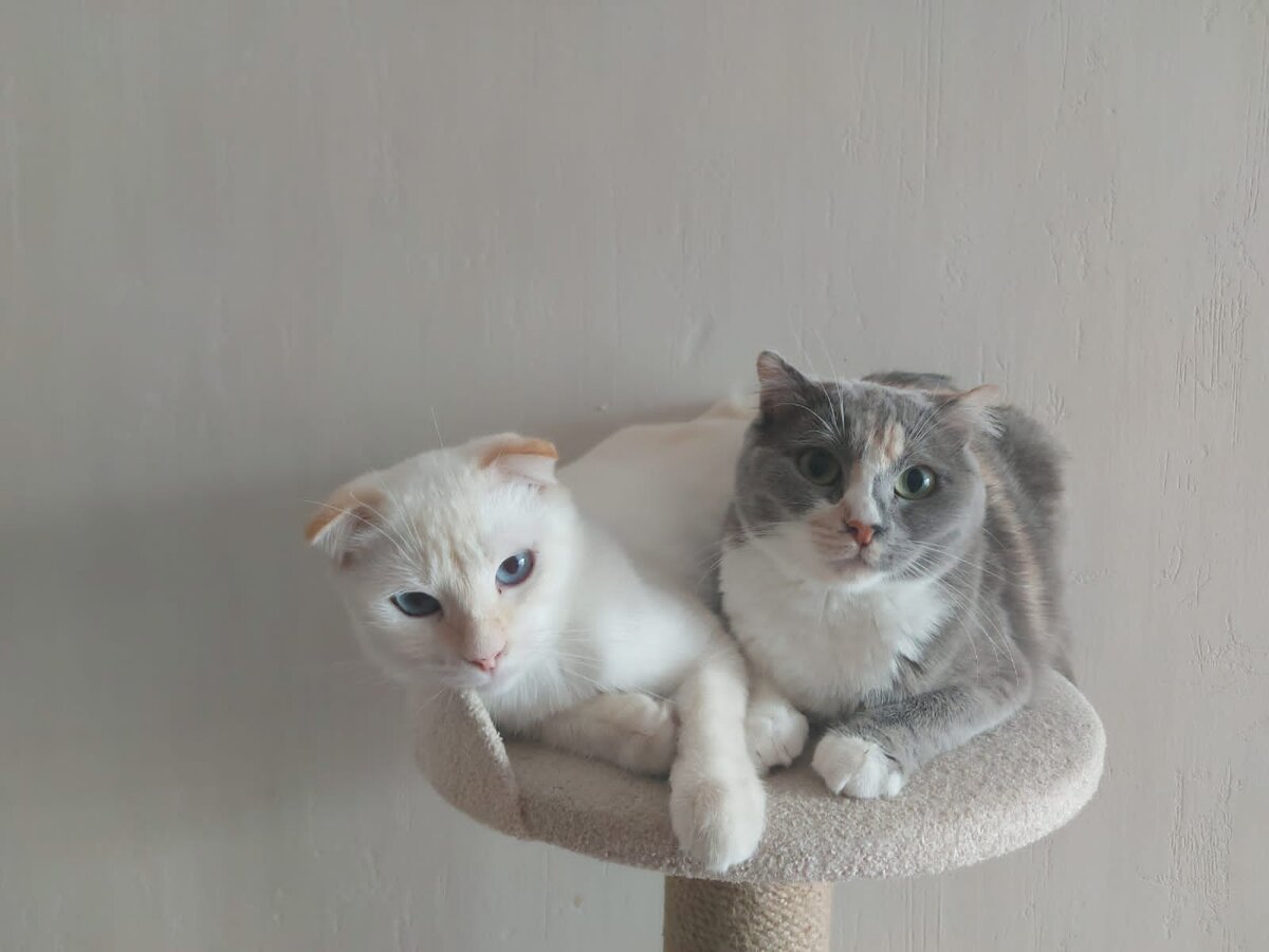 Снежка и Осень