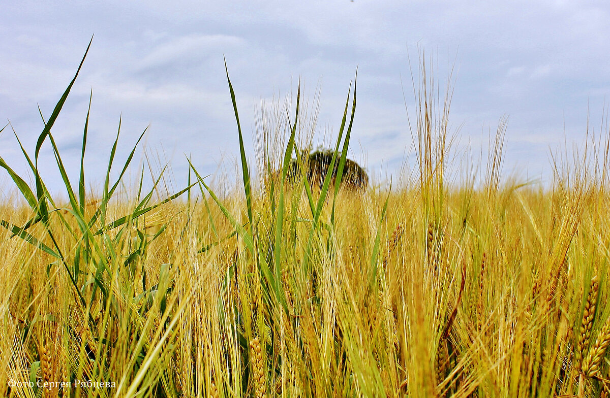 рожь колосится. дикорастущая рожь. рожь эстетика. ржа 8 букв. плотноколосая пшеница.